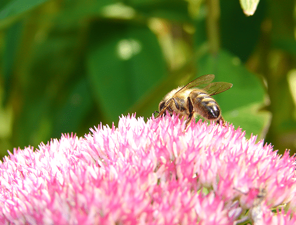 abeille_fleur