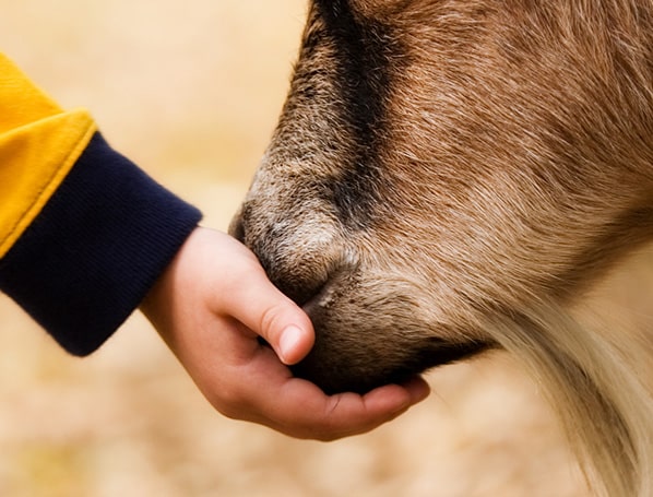 Theseo  Biosécurité - Élevage de Petits Ruminants