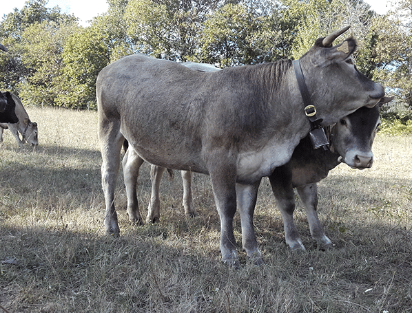 boeuf bazadais