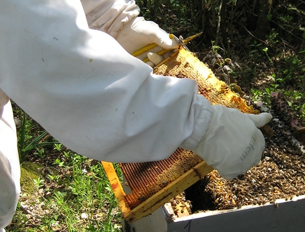 Apiculture